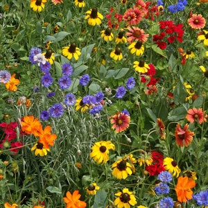 Mélange de graines de fleurs sauvages : mélange de jardin pour abeilles et pollinisateurs