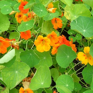 May include: A close-up of a patch of nasturtium plants with bright orange and yellow flowers. The leaves are large and round, with a distinctive green colour.