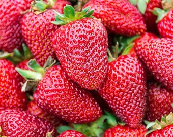 Strawberry Plants - Albion - Everbearing Bare Root