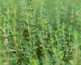 Könnte beinhalten: Eine Nahaufnahme eines Flecks grünen Thymians, der in einem Garten wächst. Der Thymian ist üppig und lebendig, mit vielen Stielen, die zum Himmel ragen.