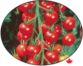 Super Sweet 100 Cherry Tomato Seeds - A plethora of deep red, sweet, 3/4-1" cherry tomatoes. Seed Packet