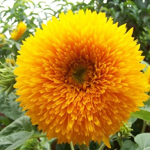 May include: A close-up of a bright yellow sunflower with a fluffy, textured centre. The sunflower is in full bloom and has a vibrant, sunny colour.
