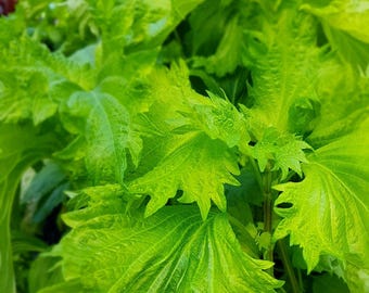 Shiso - Green Perilla.