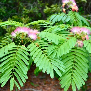 Mimosa Pudica Seeds: Sensitive Plant, Curious Foliage