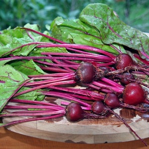 Peut inclure: Un bouquet de betteraves rouges fraîches avec leurs feuilles vertes sur une planche à découper en bois.
