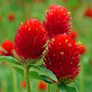 Graines de fleurs fraises globes - Gomphrena globosa