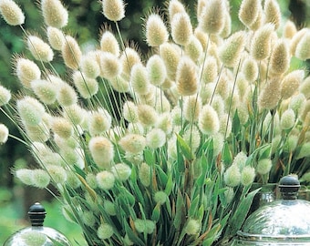 Bunny Tails - Ornamental Grass with a fluffy "bunny tail" like ornament.