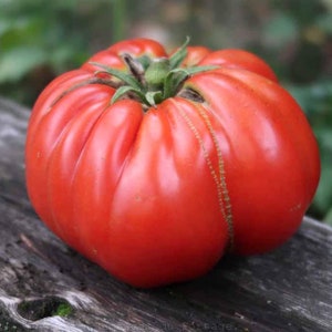 Peut inclure: Une grosse tomate rouge de variété ancienne avec des crêtes profondes et une tige verte. La tomate est posée sur une surface en bois vieilli.