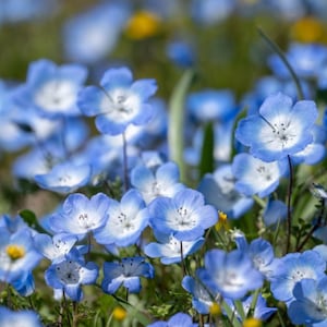 Baby Blue Eyes Flower Seeds - Nemophila Flower - Menzies Baby - Ground Cover Flower -flower seed