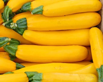 Golden Glory Yellow Zucchini Seeds