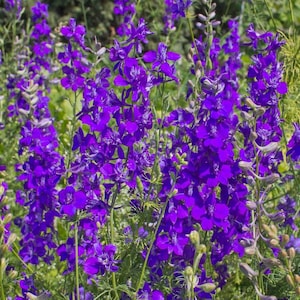 Rocket Larkspur Flower Seeds - Delphinium - Bee Flower - Pollinator Flower, flower seed