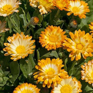 May include: A close-up of a cluster of bright orange and yellow calendula flowers with white centres. The flowers are in full bloom and have a delicate, ruffled appearance. The flowers are surrounded by green leaves.