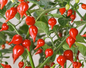 Biquinho Pepper Seeds: Brazilian Mild Chili, Open Pollinated