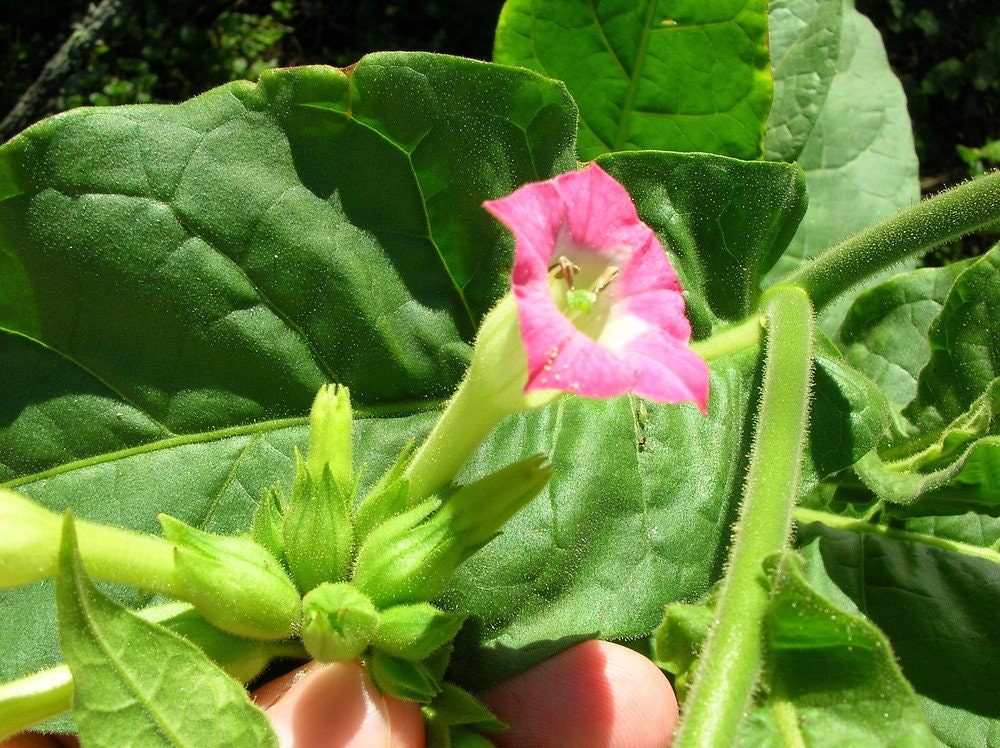 Tobacco Seeds, Black Mammoth - Open Pollinated, Certified Organic Seed.  Specialty Seeds