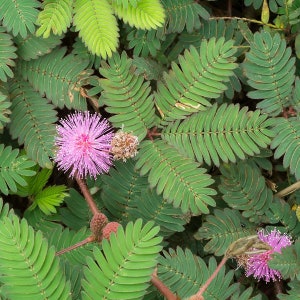 Mimosa Pudica Seeds: Sensitive Plant, Curious Touch-Sensitive Blooms