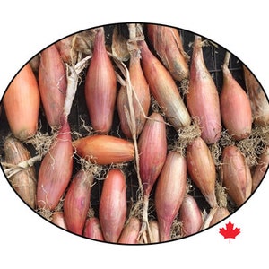 Echallion Creme Brulee Hybrid Shallot Seeds