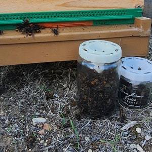 Asian hornet trap TO82 image 3