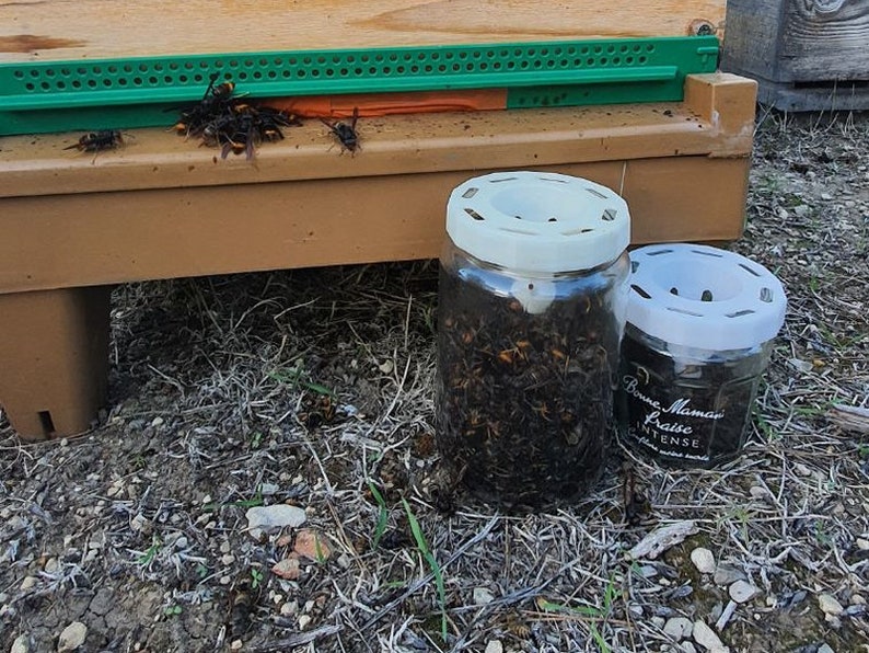 Asian hornet trap TO82 image 3