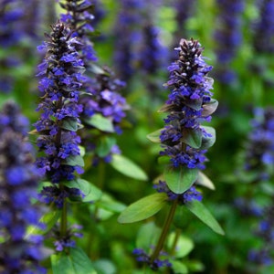 May include: A close-up of purple flowers with green leaves. The flowers are in bloom and have a delicate, wispy appearance.