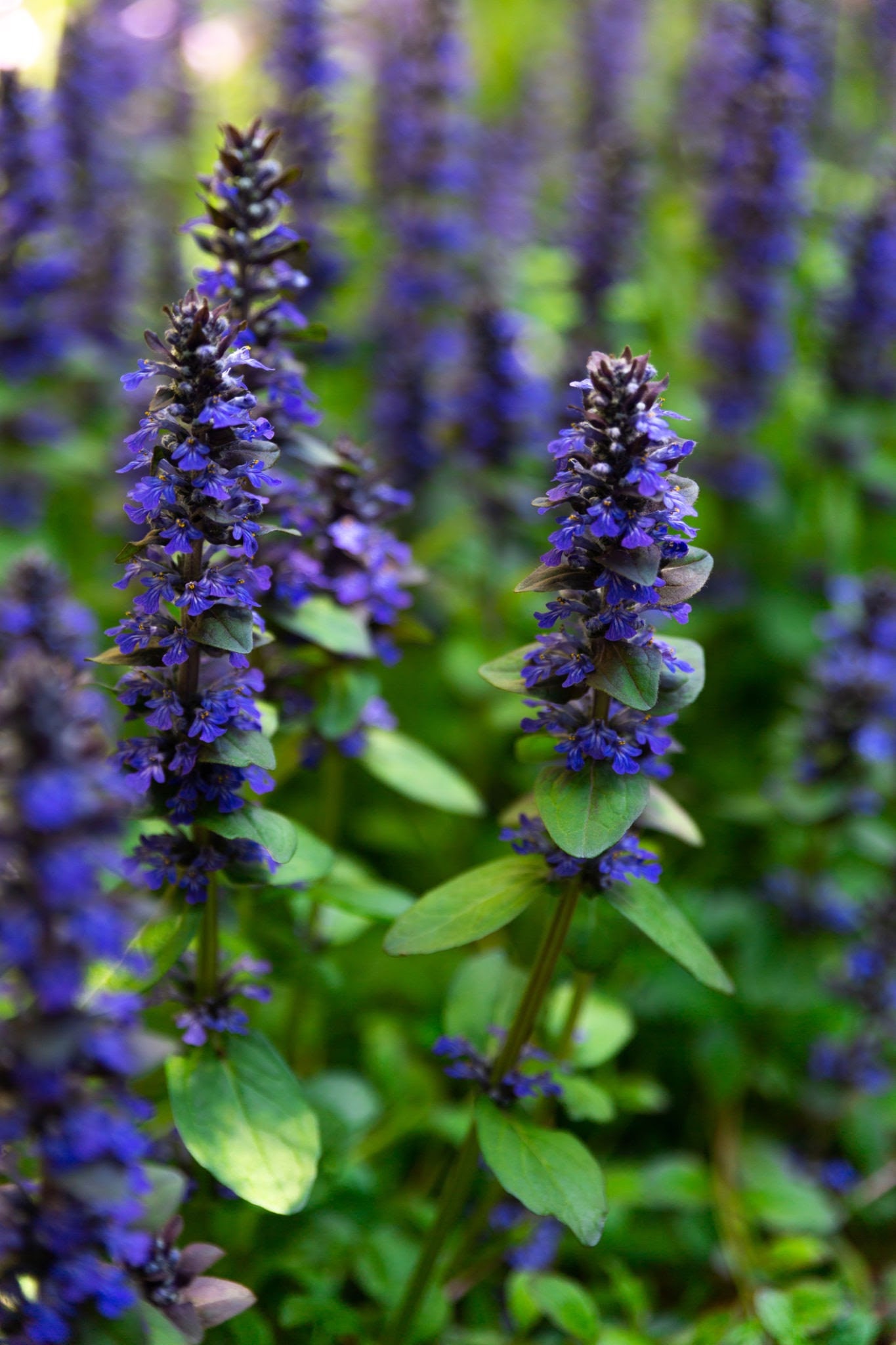 Bugleweed Roots Barefoot Ajuga Reptans (blue Common Bugle) (6 Roots) - Etsy