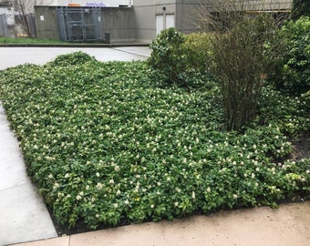 Bareroot Japanese Pachysandra (10 roots )