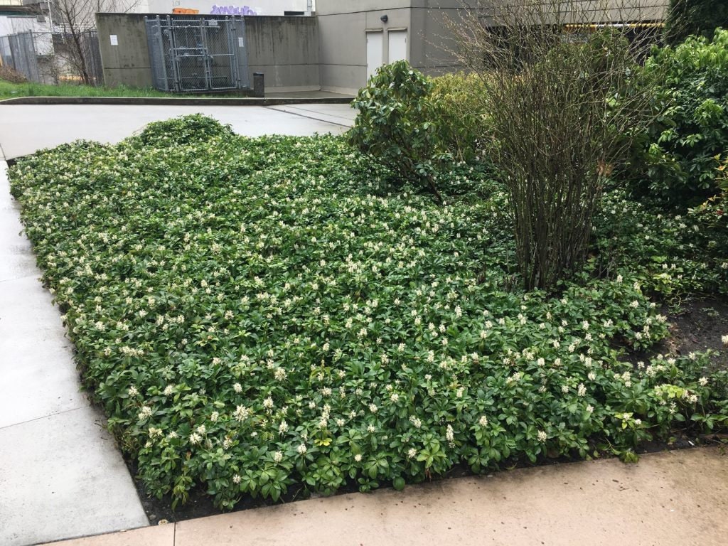 Bareroot Japanese Pachysandra (10 Roots ) - Etsy, image size:1024x768