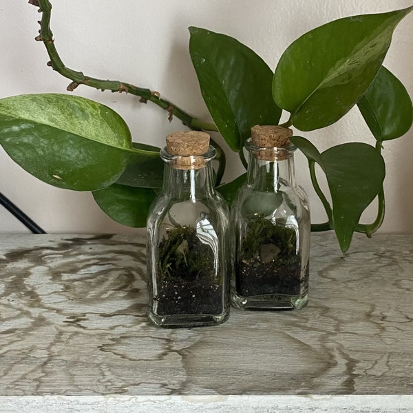 3.75" Mini Terrarium | Closed Mossarium | Decor for Office or Home | Wedding Favors | Plant-lover gift