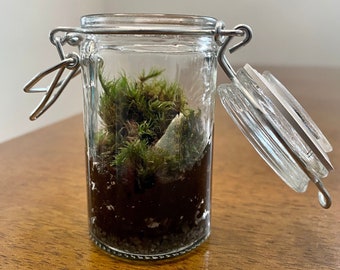 Cylindrical Glass Terrarium with Latch | Home Decor | Live Moss | Mossarium | Gift for Plant Lover | Self Sustaining