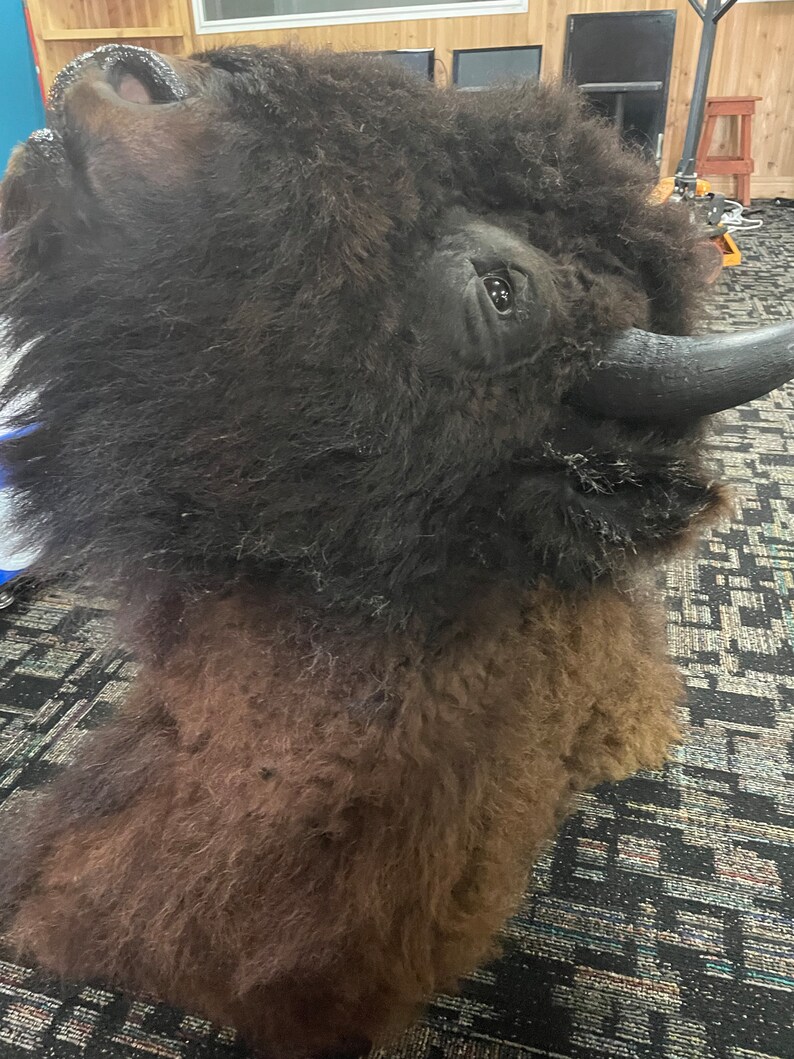 Genuine Buffalo bison Shoulder Mount Etsy