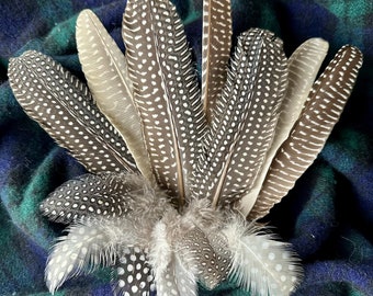 12 Assorted Guinea Fowl Polkadot Feathers from USA Small Farm - CRUELTY-FREE - All-Natural Feather Decoration Craft Supplies