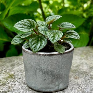 Indoor Planter Blue Gray Small Handmade Pottery