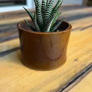 May include: A small, brown ceramic pot with a succulent plant. The plant has green leaves with white stripes. The pot sits on a wooden surface.
