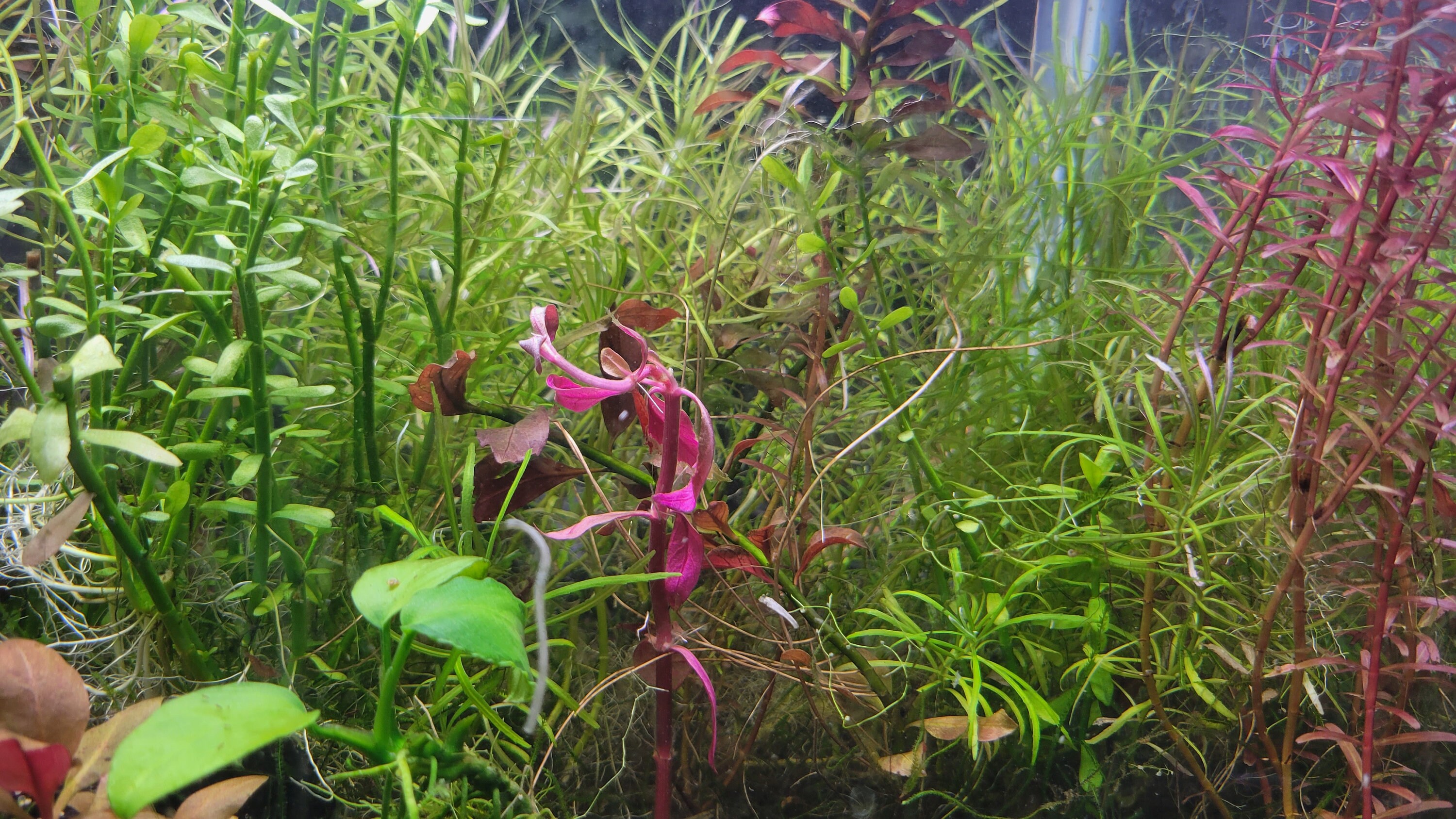 Easy to Grow Aquatic Plants Inc Money Wart, Java Moss, Pogostemon