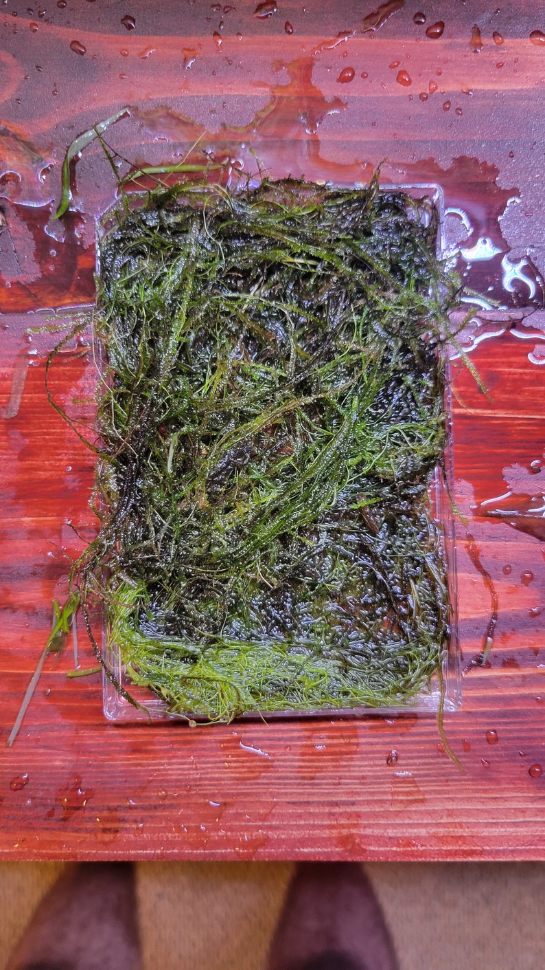 Easy to Grow Aquatic Plants Inc Money Wart, Java Moss, Pogostemon