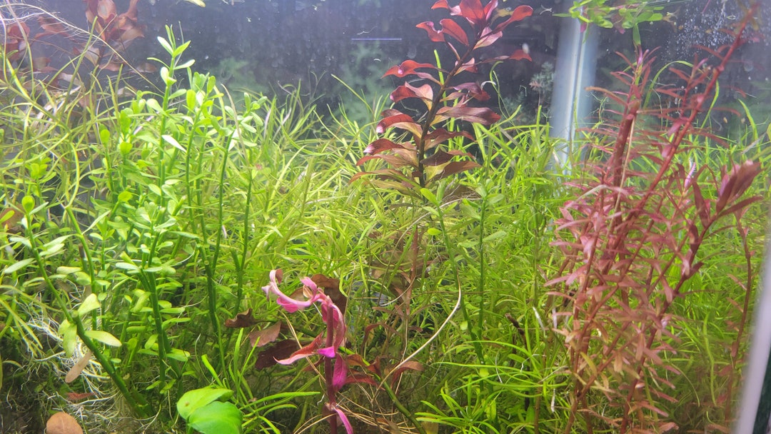 Easy to Grow Aquatic Plants Inc Money Wart, Java Moss, Pogostemon