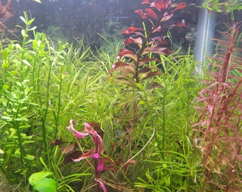 Easy to grow aquatic plants inc: money wart, java moss, Pogostemon Stellatus Octopus, as well as Rotala Narrow Leaf Sp. Red.