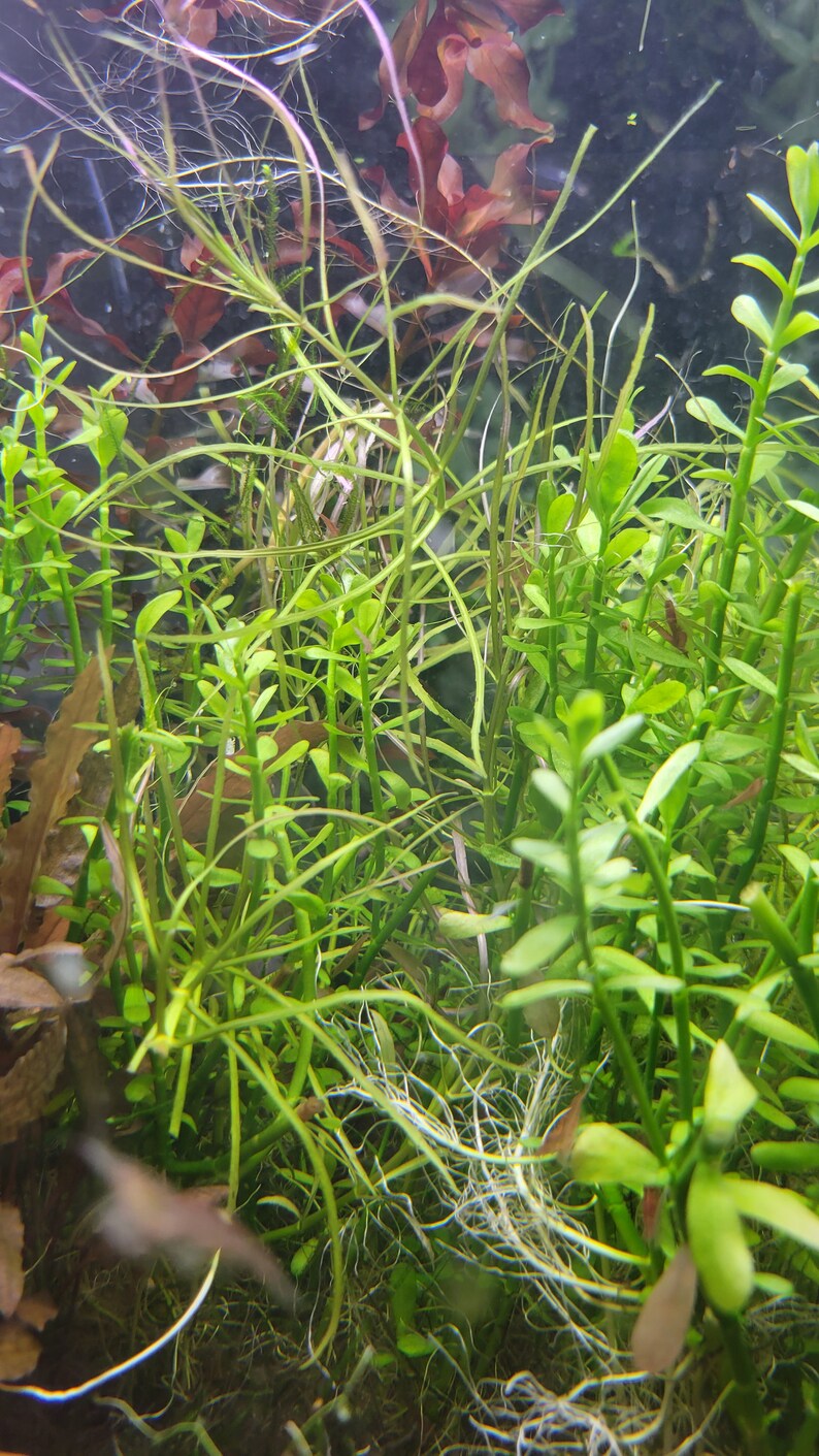 Easy to Grow Aquatic Plants Inc Money Wart, Java Moss, Pogostemon