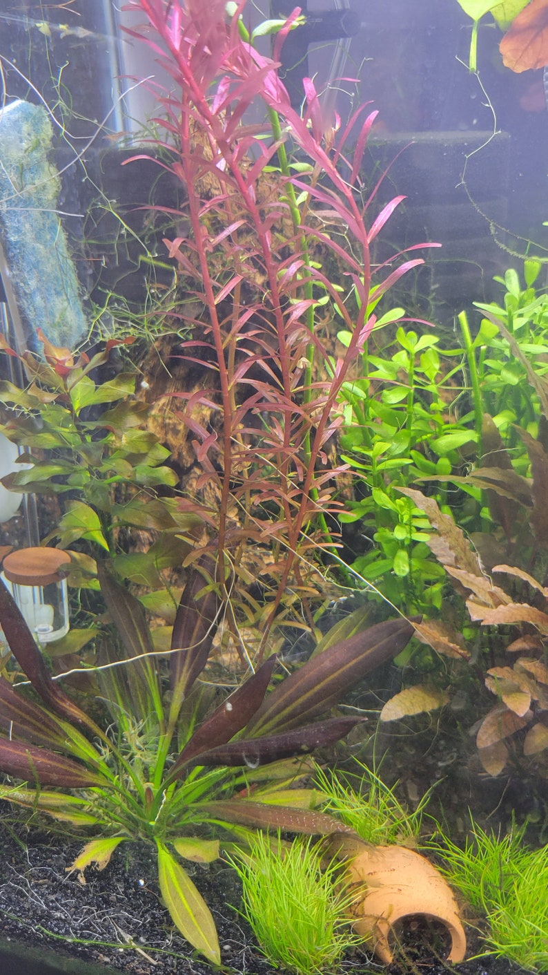 Easy to Grow Aquatic Plants Inc Money Wart, Java Moss, Pogostemon