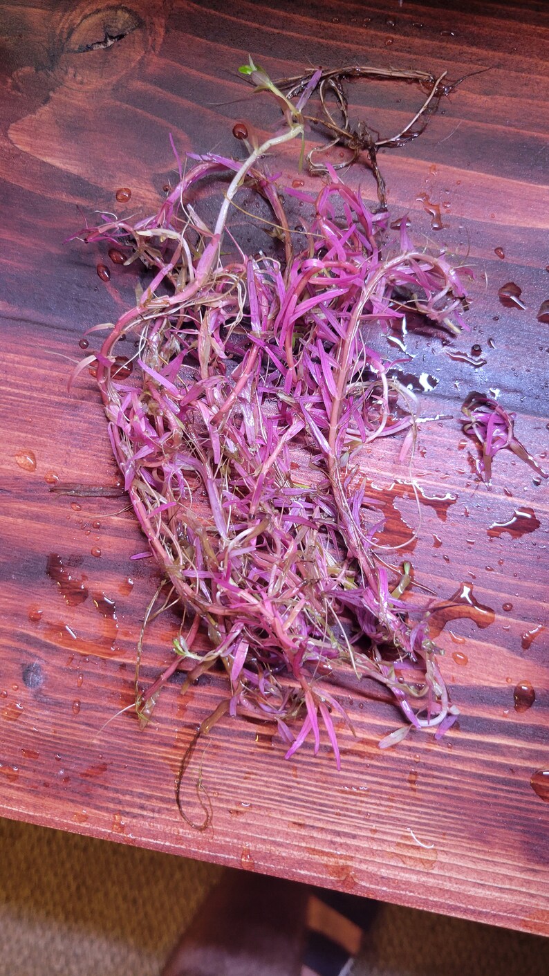 Easy to Grow Aquatic Plants Inc Money Wart, Java Moss, Pogostemon