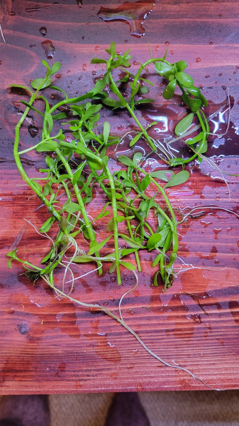 Easy to Grow Aquatic Plants Inc Money Wart, Java Moss, Pogostemon