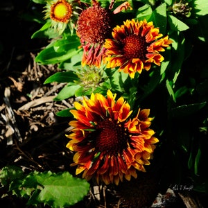 Gaillardia pulchella &quot;Blanket Flower or Firewheel&quot;- Digital Download - By Nick J. Straight