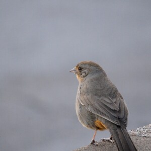 California Towhee on the Curb Digital Download by Nick J