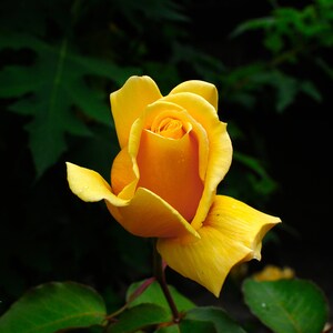 Yellow Rose I -  Fine Art Print by Nick J. Straight