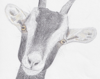 A4 print of a goat