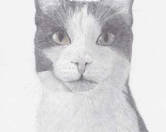 A4 Print of a cat, kitten