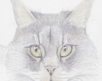 A4 print of a Maine Cat sketch