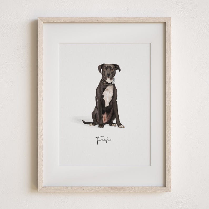 May include: A framed photo of a black and white dog sitting in front of a white background. The dog is wearing a black collar and the photo is titled "Frankie".