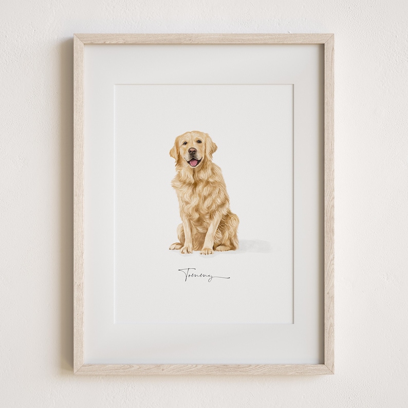 May include: A framed illustration of a golden retriever dog sitting with a white background. The dog is looking directly at the viewer. The signature "Tommy" is written in black ink below the dog.