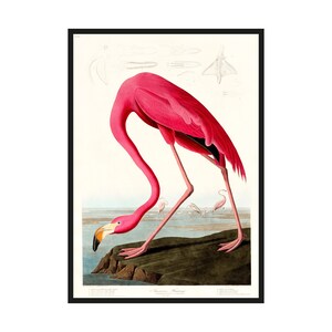 Impresión de ilustración de flamenco vintage, póster de aves de Audubon, decoración de pared de vida silvestre antigua, descarga digital de ornitología, obra de arte clásica
