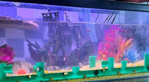Grotte Flottante 3D Pour Aquarium - Cachette Et Aire De Jeu Pour Bettas Et Crevettes